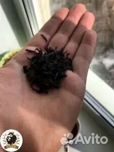 Иранский чай оптом