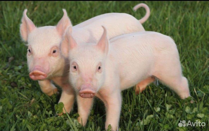 Поросята