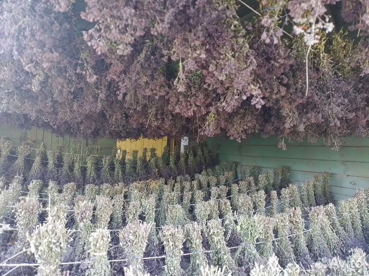 Душица сушеная