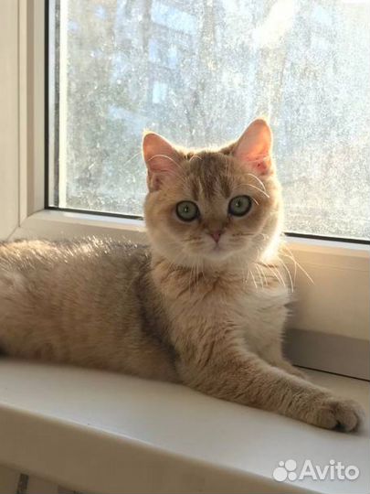 Шотланская кошечка