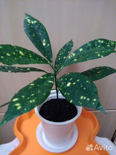 Комнатные растения