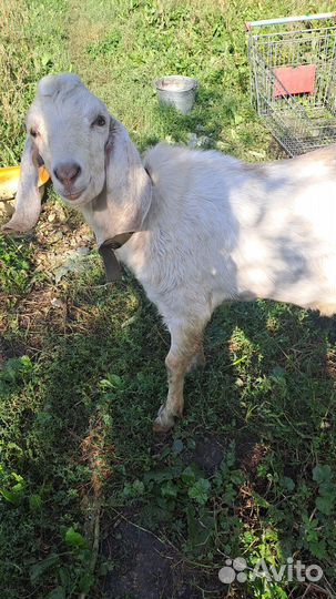 Нубийский козел