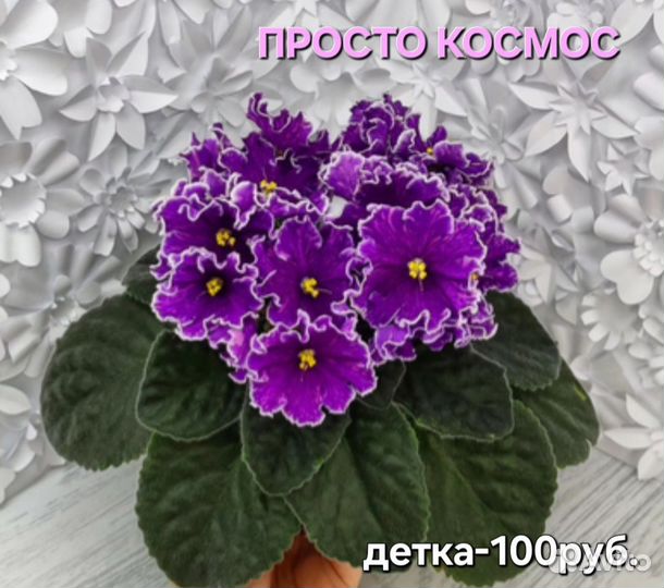Детки сортовых фиалок стандарты