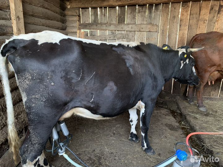 Корова дойная