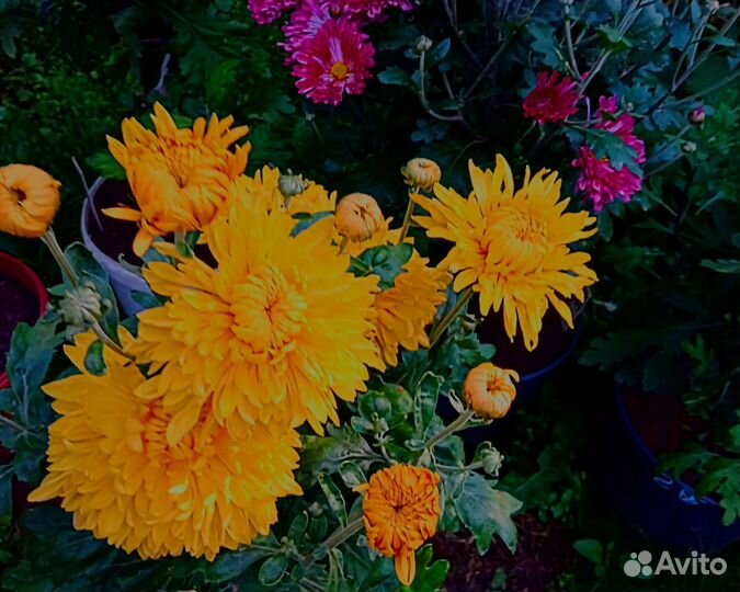 Хризантемы