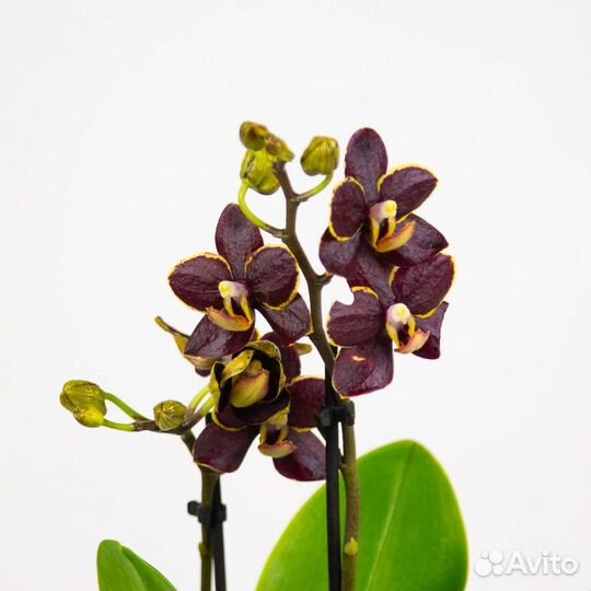 Фаленопсис аристо панк, 9/40, 4 ствольный