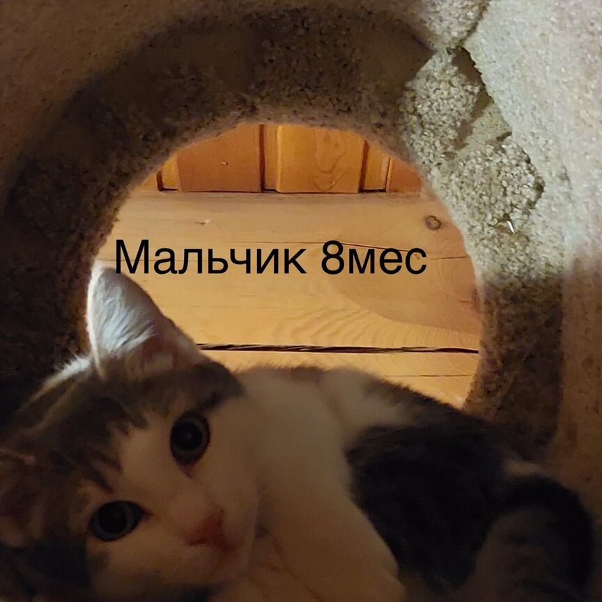 Котенок Кот мальчик 8 мес