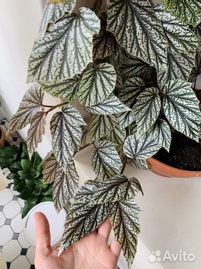 Бегония серебристо крапчатая 80см