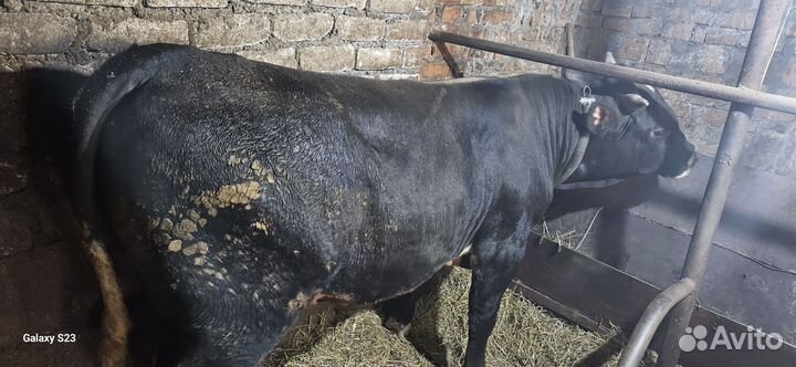 Бык и телёнок