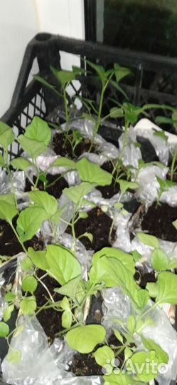 Рассада помидор, перца, баклажаны