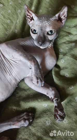 Девочка эльфийка