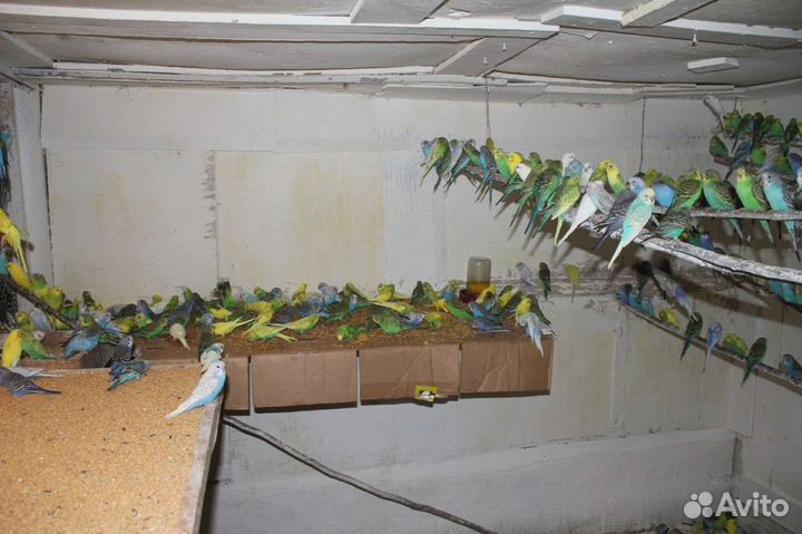 Оптом волнистые попугаи