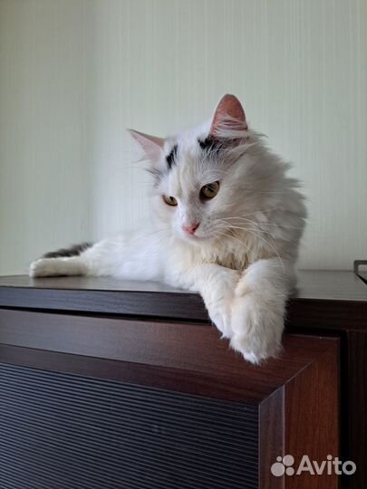 Кот красавец в добрые руки