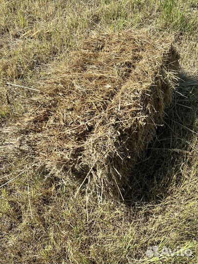 Продам сено