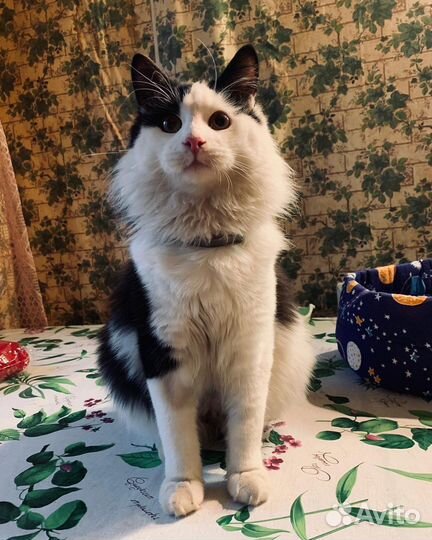 Какой же я красивый