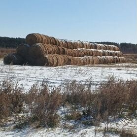 Продам сено в рулонах