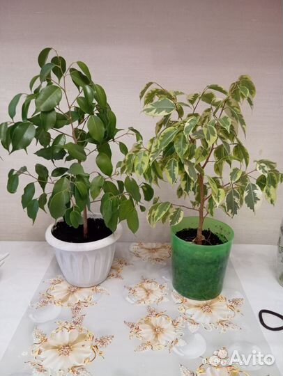 Фикус бенджамина