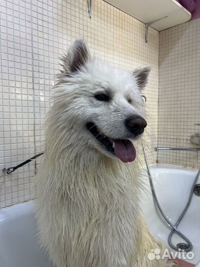 Нужны модели на груминга