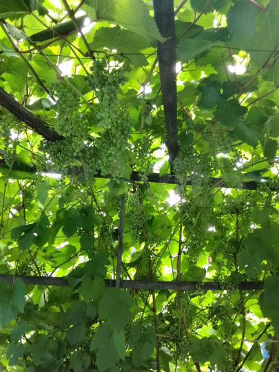 Дача 25 м² на участке 6,2 сот.