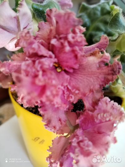 Сортовые фиалки, укоренившиеся листочки