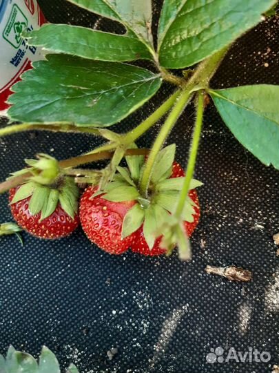 Клубника Магнус, Фейт, Москова