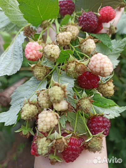 Малина, малина дерево саженцы