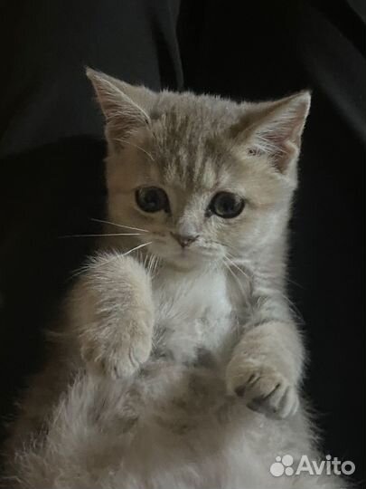 Кошечка в добрые руки
