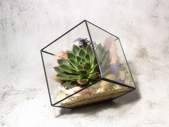 Флорариум с суккулентом куб