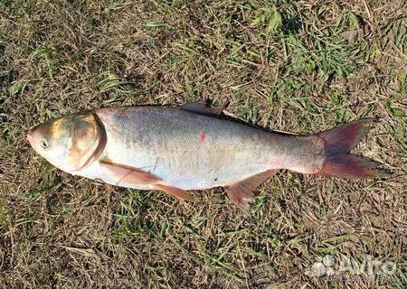 Рыба свежая