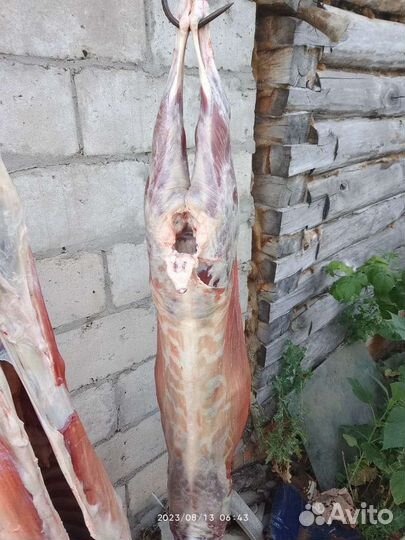 Продам козье мясо