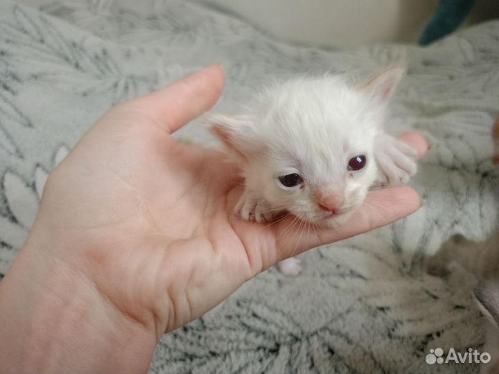 Отдам котят в добрые руки