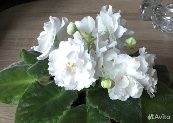 Эухарис или амазонская лилия