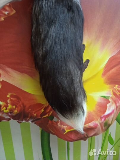 Хвост чернобурой лисы