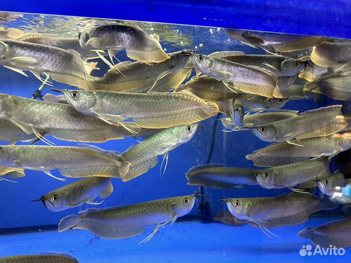 Арована Американская