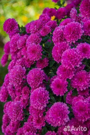 Хризантемы