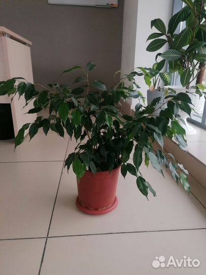 Фикус бенджамина