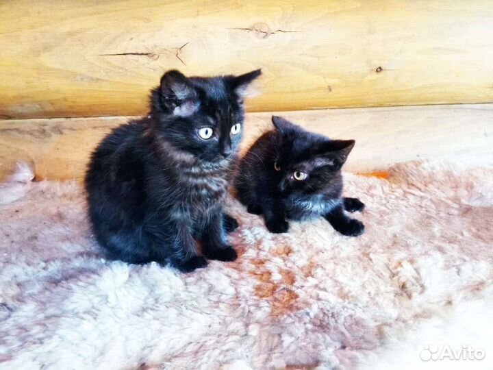 Кошка в дар бесплатно