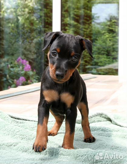 С родословной щенок цвергпинчера