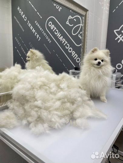 Груминг.Стрижка.Уход для собак всех пород