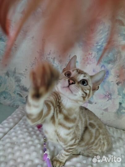 Бенгальский котенок