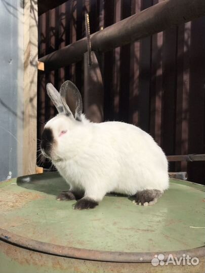 Кролики Калифорнийские
