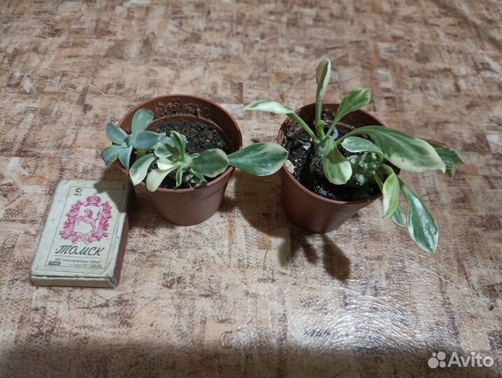 Очитки,седумы, монадениум вар