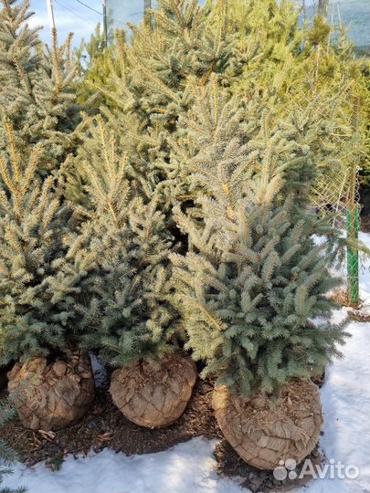 Саженцы хвойных растений