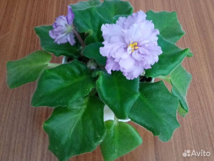 Фиалки цветущие сортовые