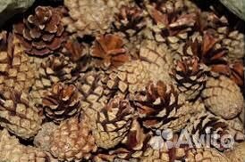 Кора сосны, мульча, шишки