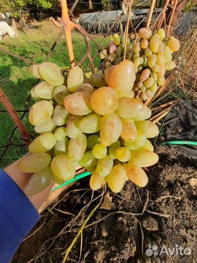 Саженцы винограда