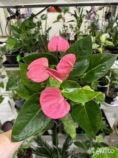 Комнатные растения