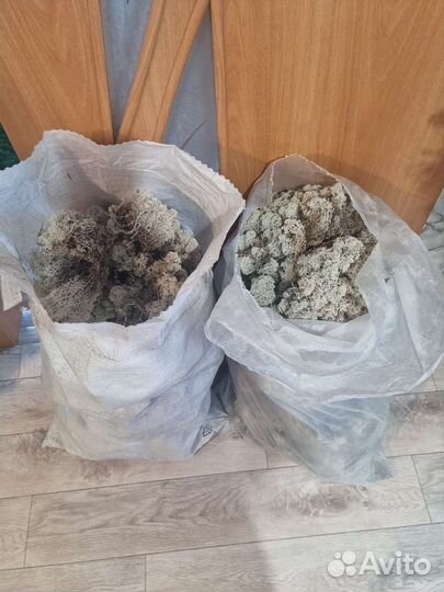 Мох ягель живой