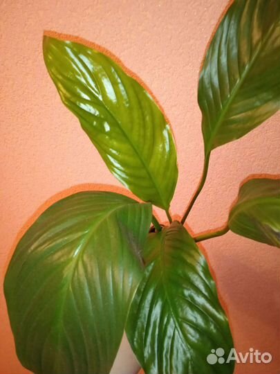 Спатифиллум