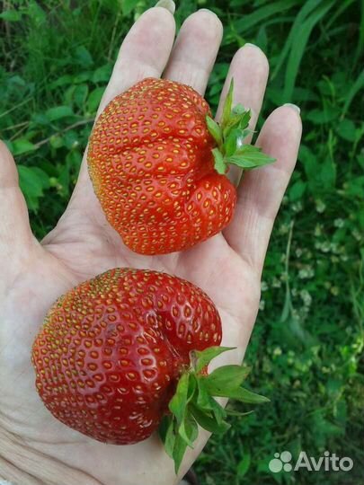 Саженцы клубники сорта Азия и Джоли